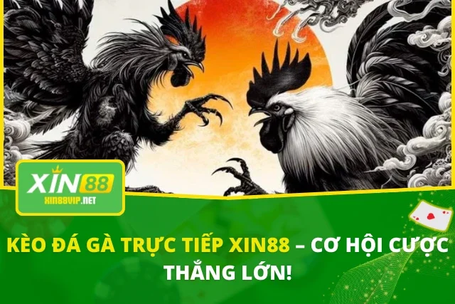Kèo Đá Gà Trực Tiếp Xin88 – Cơ Hội Cược Thắng Lớn! Kèo Đá Gà Trực Tiếp